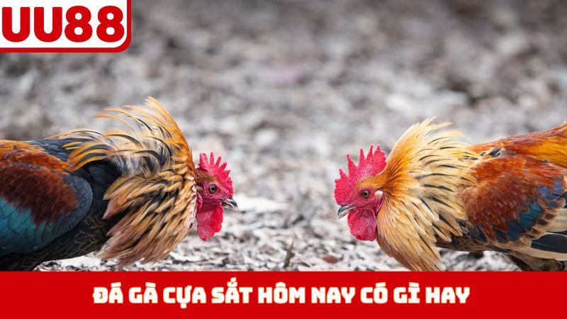 Đá gà cựa sắt hôm nay có gì hay?