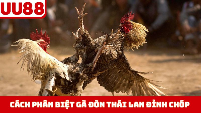Cách phân biệt gà đòn Thái Lan đỉnh chóp